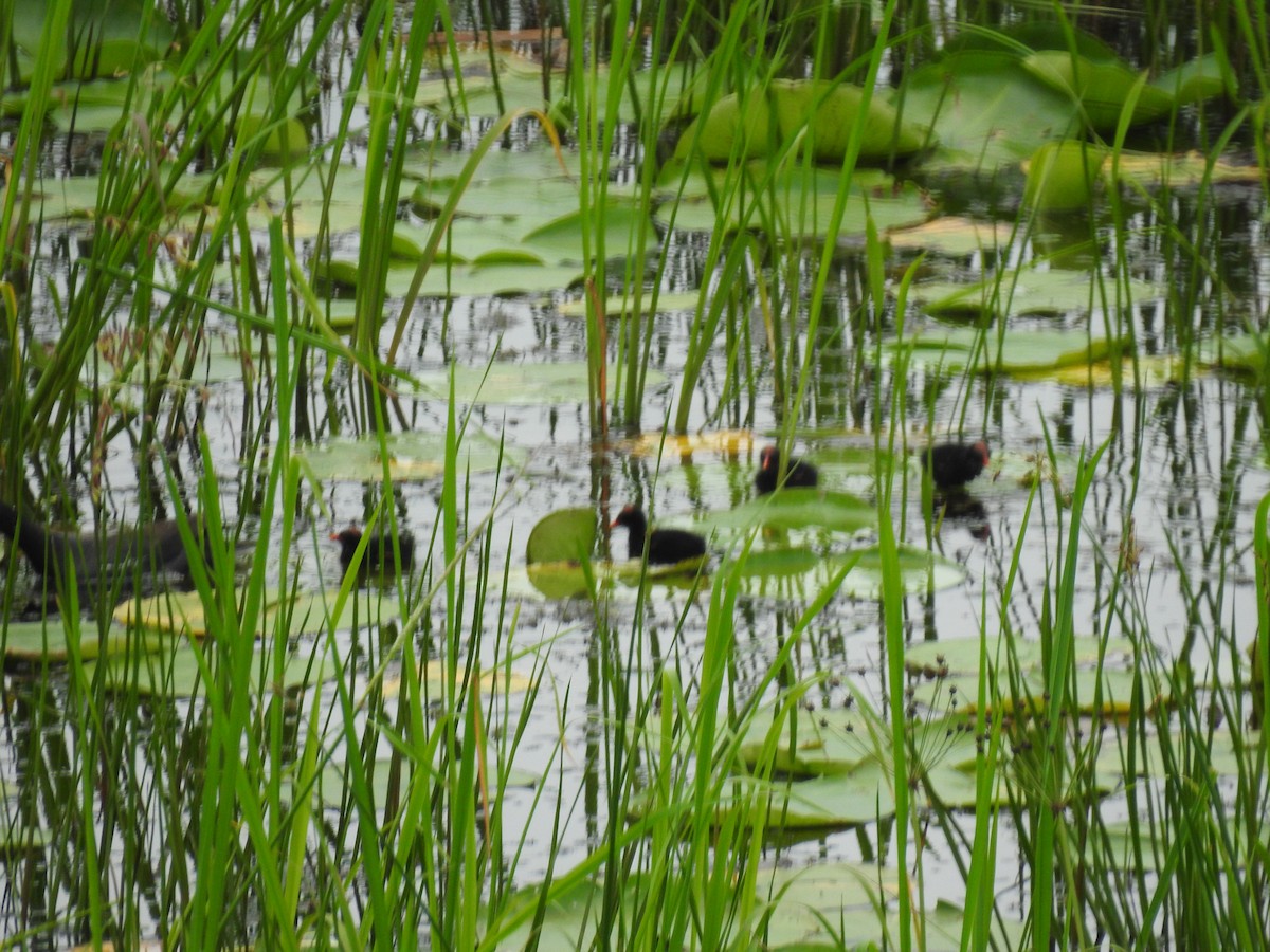 Common Gallinule - ML621243323