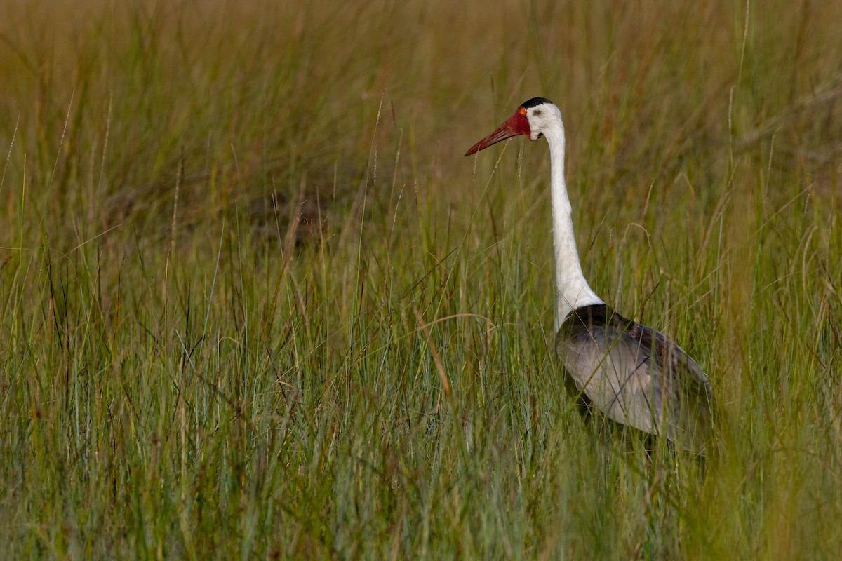 Wattled Crane - ML621243345