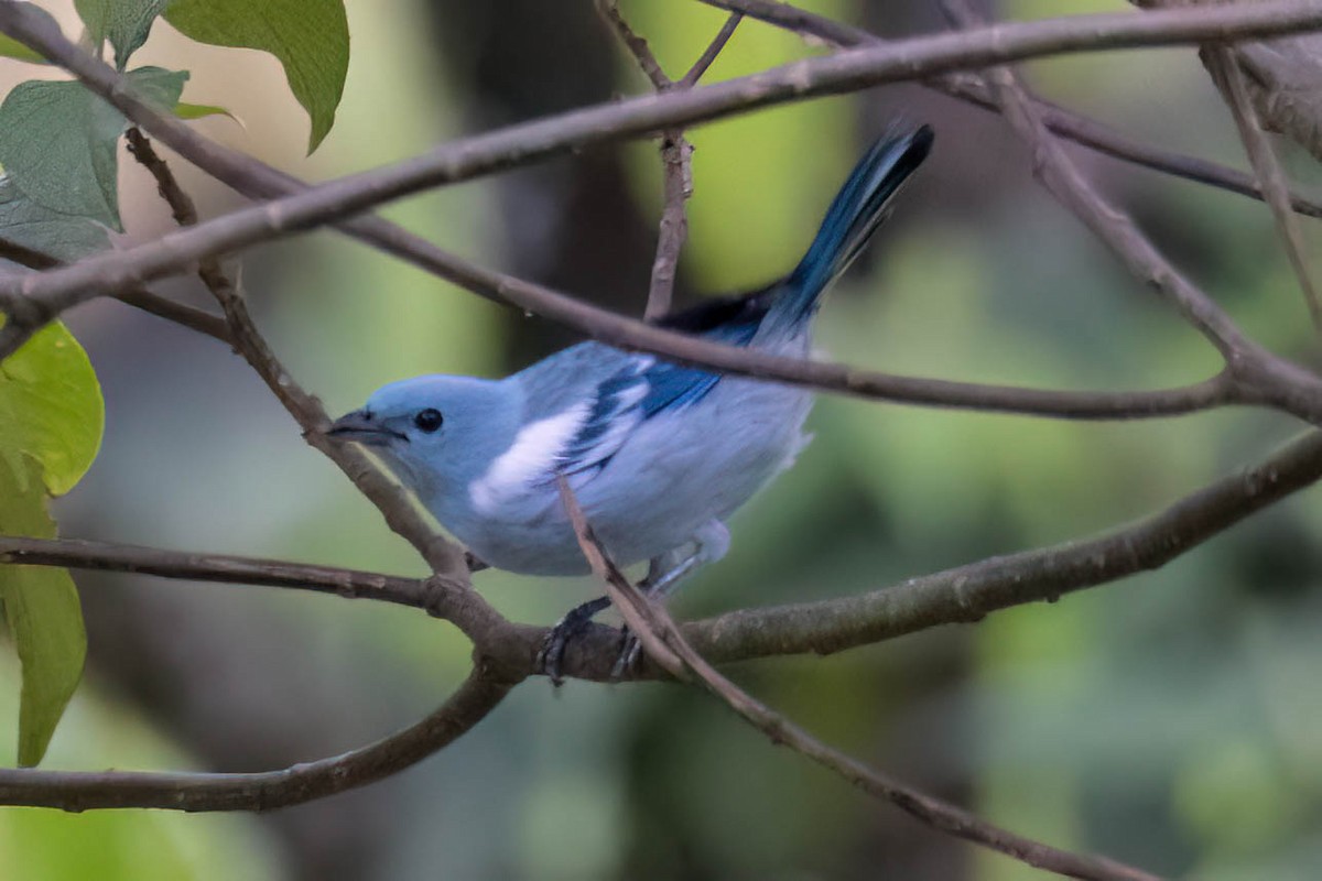 Blue-gray Tanager - ML621243353