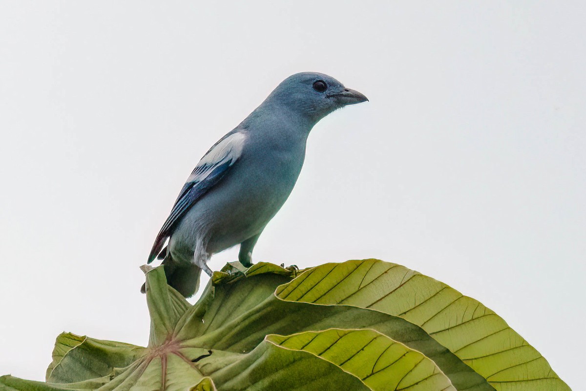 Blue-gray Tanager - ML621243354