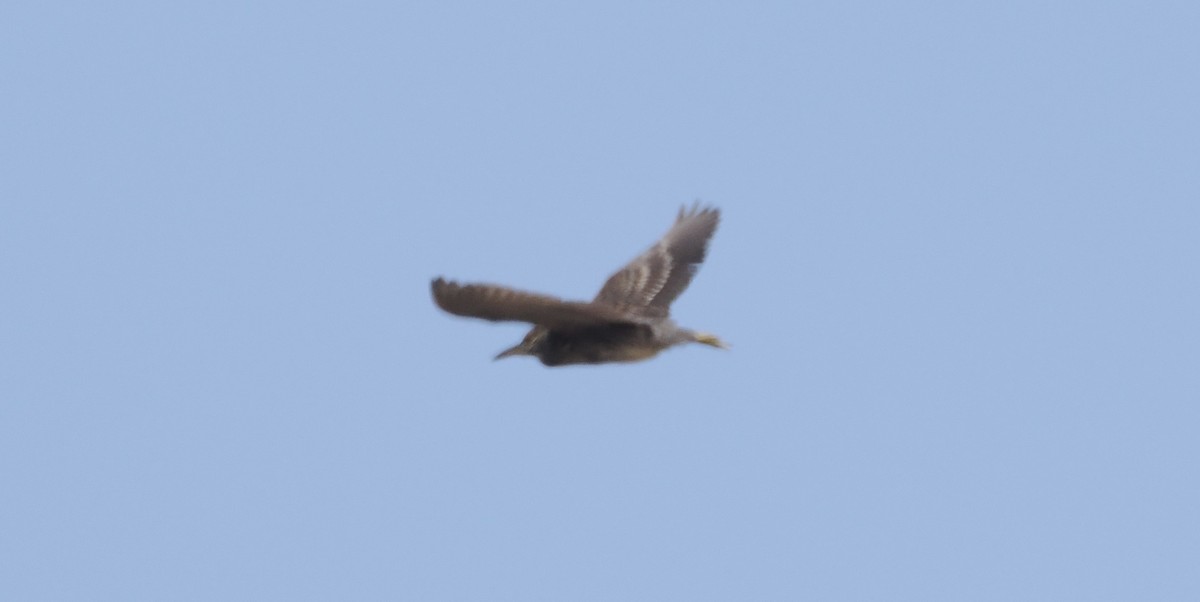Black-crowned Night Heron - ML621243405