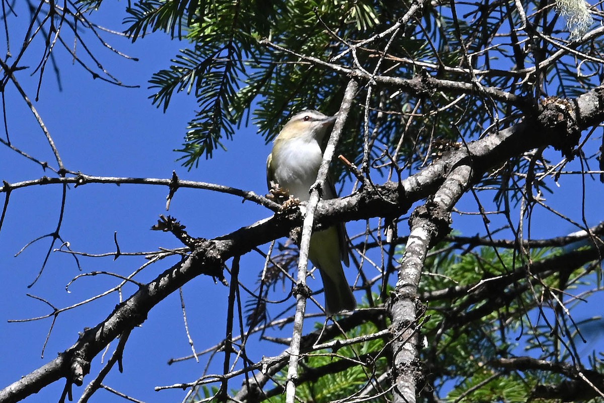 Red-eyed Vireo - ML621243433