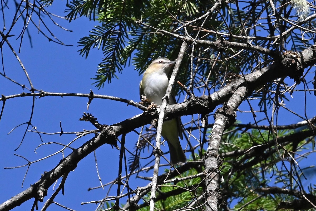 Red-eyed Vireo - Troy Hibbitts