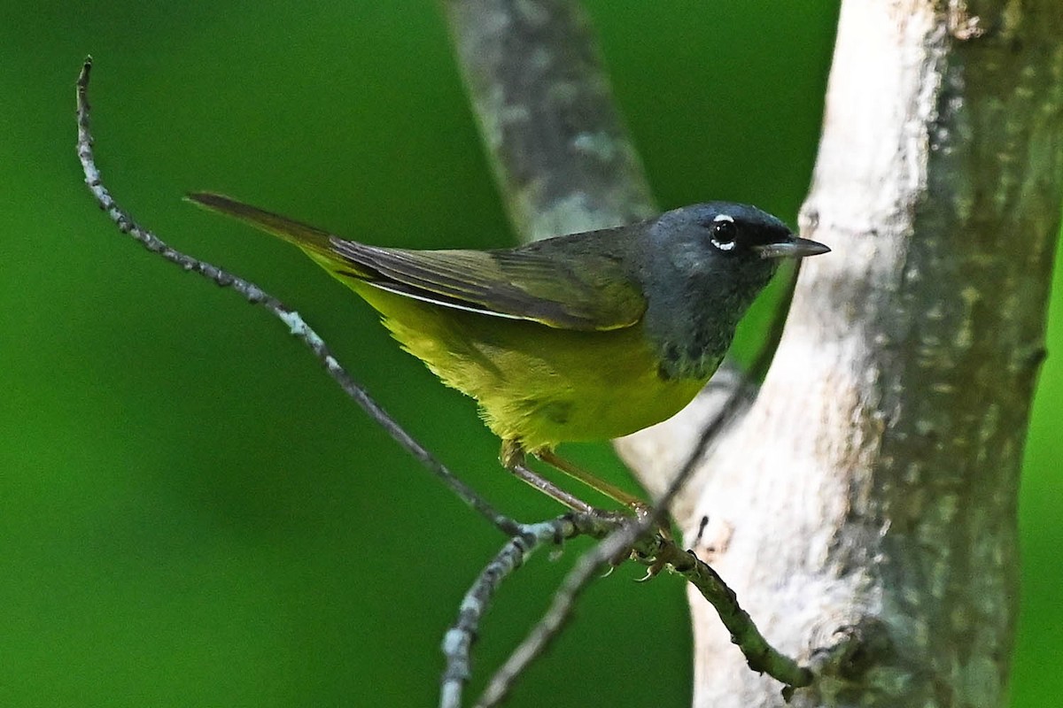 MacGillivray's Warbler - ML621243447