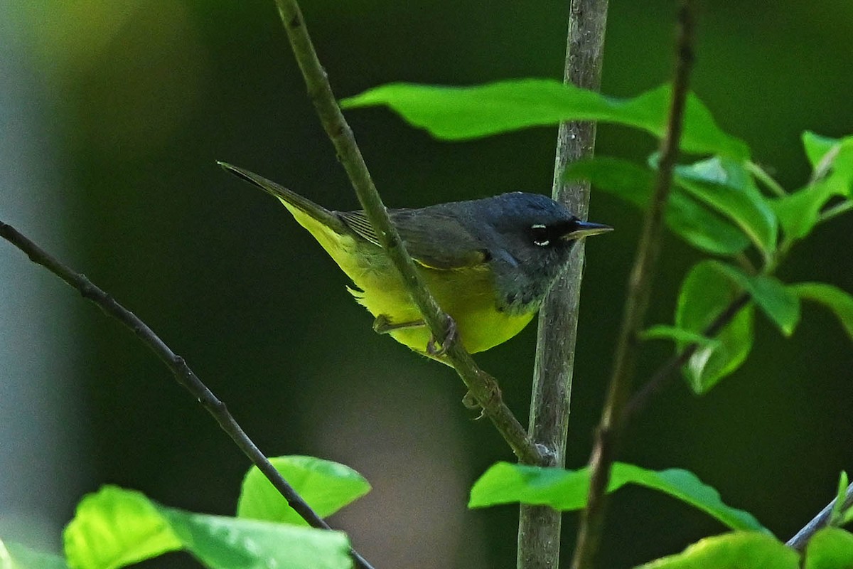 MacGillivray's Warbler - ML621243448