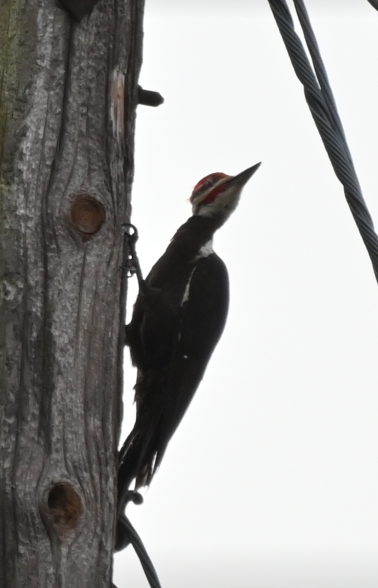Pileated Woodpecker - ML621243450