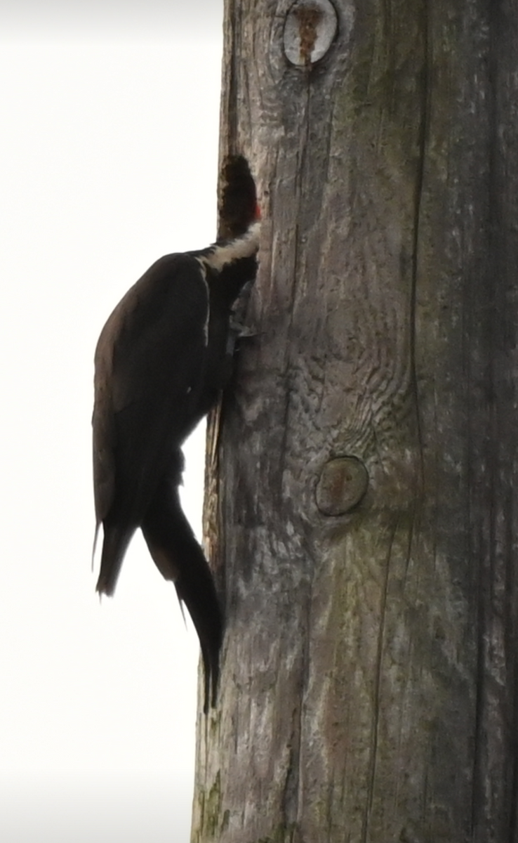 Pileated Woodpecker - ML621243451