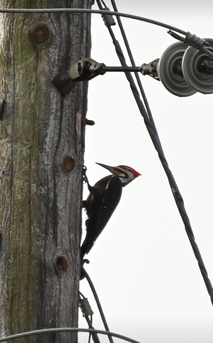 Pileated Woodpecker - ML621243452