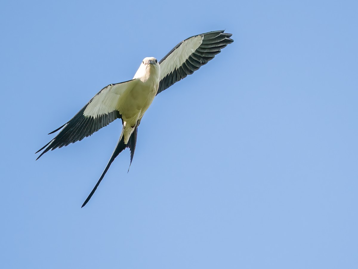 Swallow-tailed Kite - ML621243464