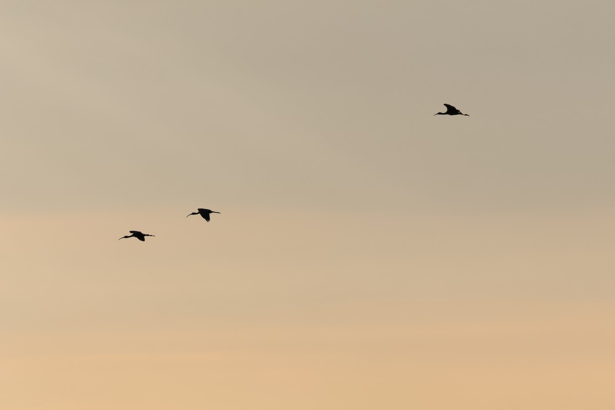 ibis hnědý - ML621243465