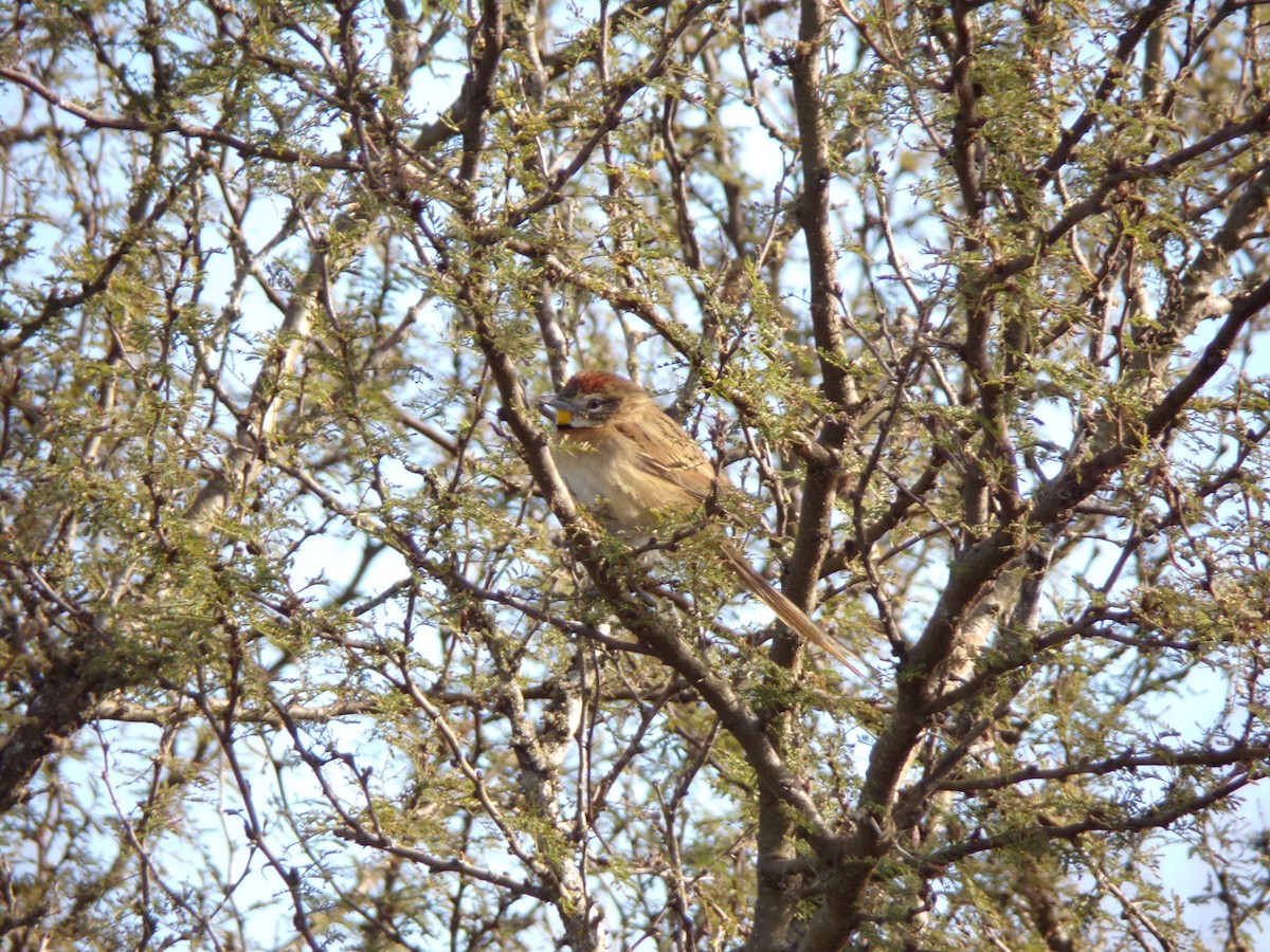 Chotoy Spinetail - ML621243476