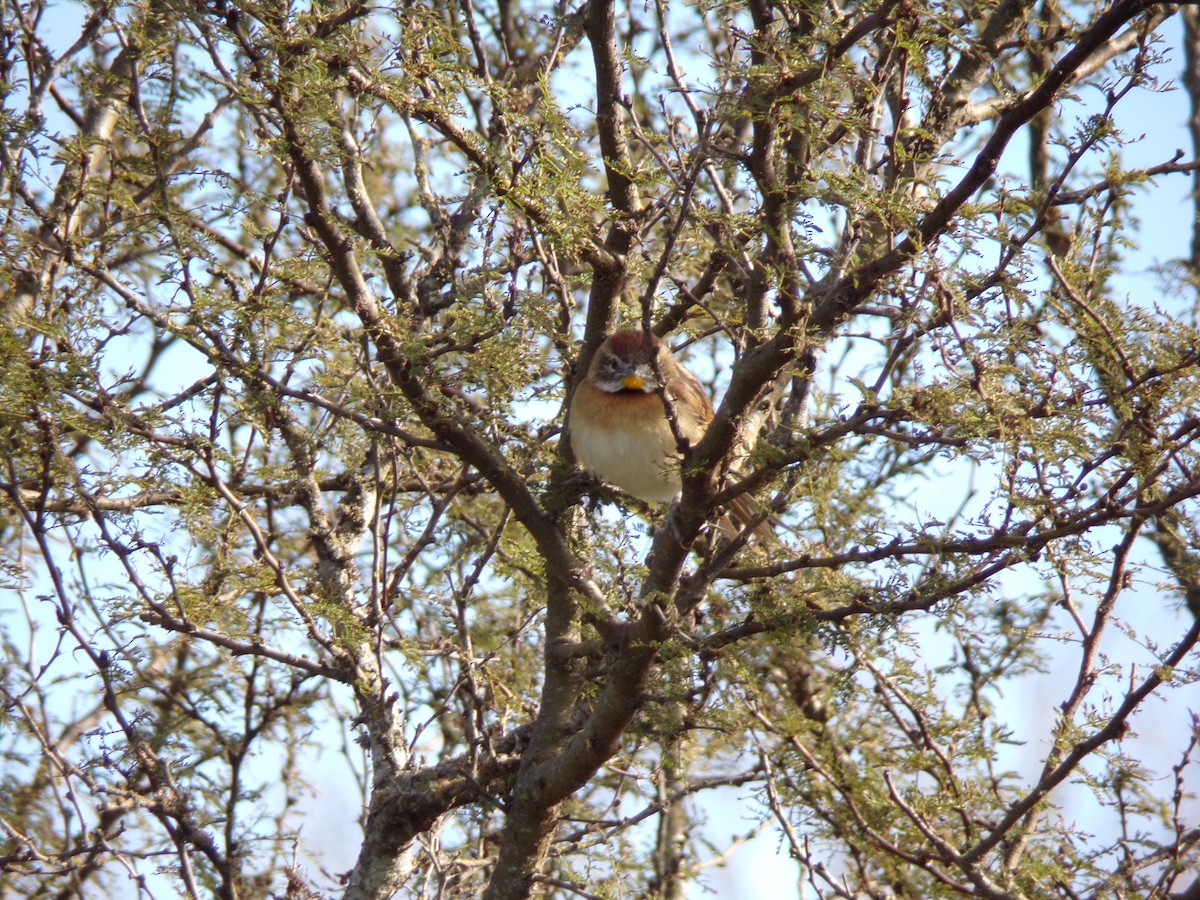 Chotoy Spinetail - ML621243477