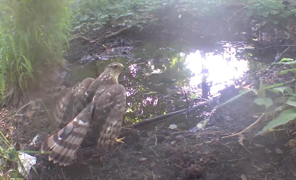 Cooper's Hawk - ML621243509