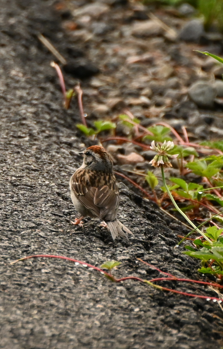 Chipping Sparrow - ML621243535