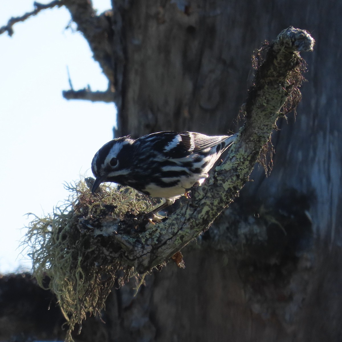 Black-and-white Warbler - ML621243552