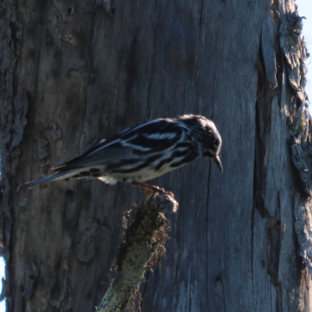 Black-and-white Warbler - ML621243553