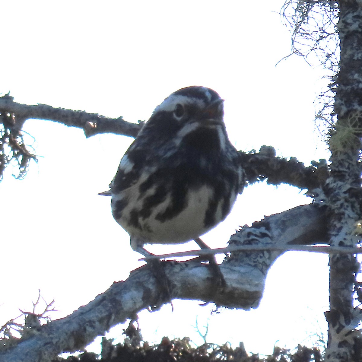 Black-and-white Warbler - ML621243554