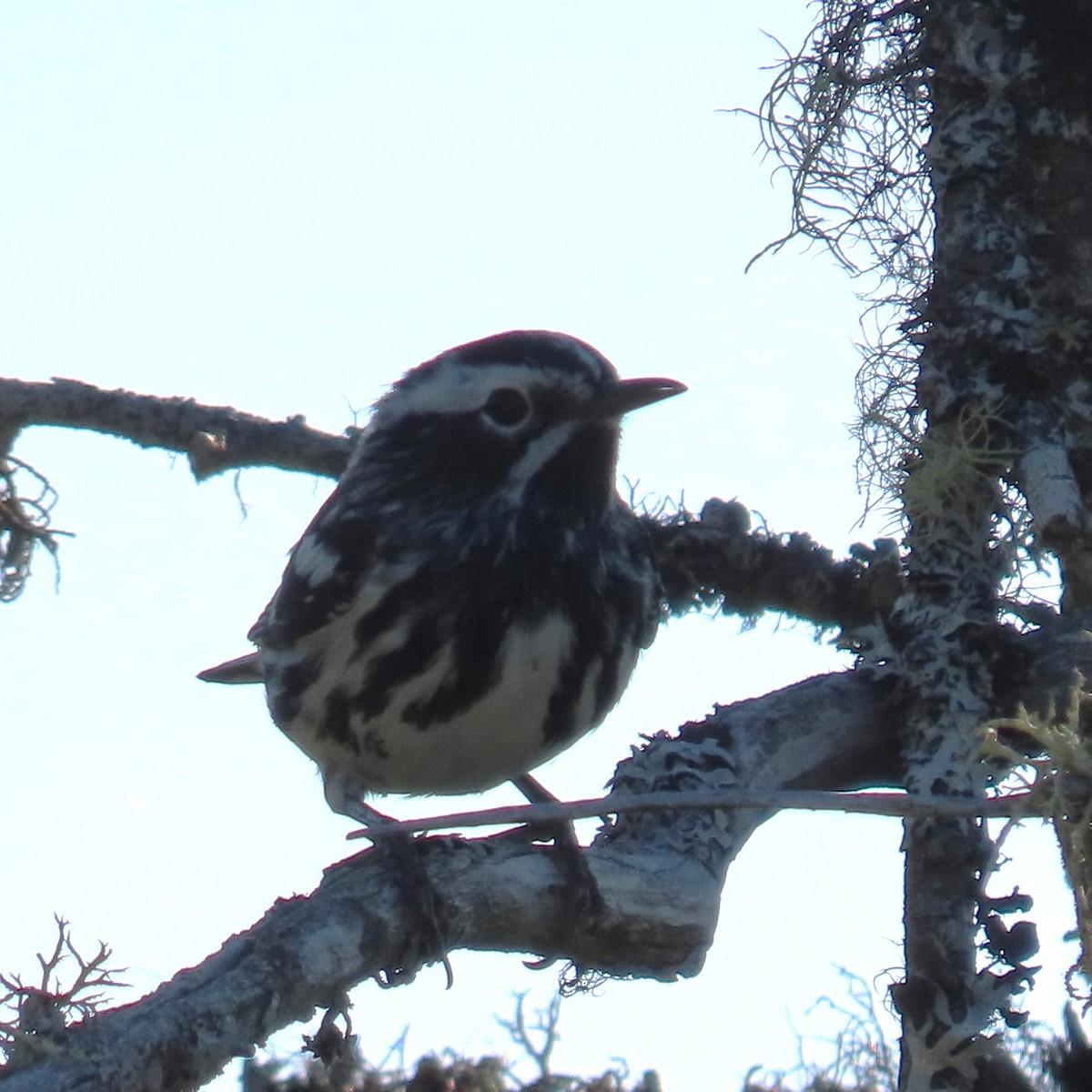 Black-and-white Warbler - ML621243555