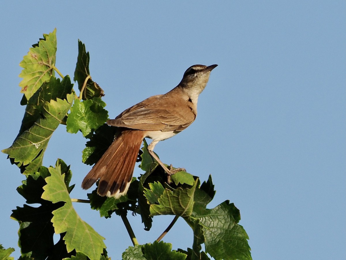 Rufous-tailed Scrub-Robin - ML621243564