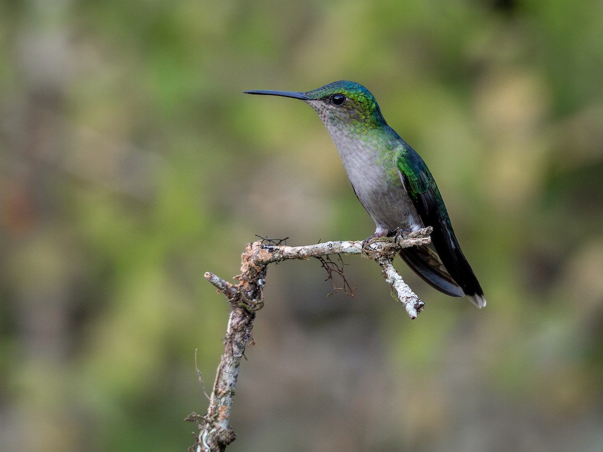 kolibřík fialovotemenný - ML621243602