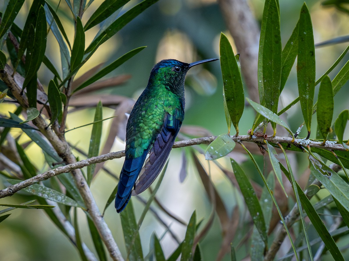 kolibřík fialovotemenný - ML621243603