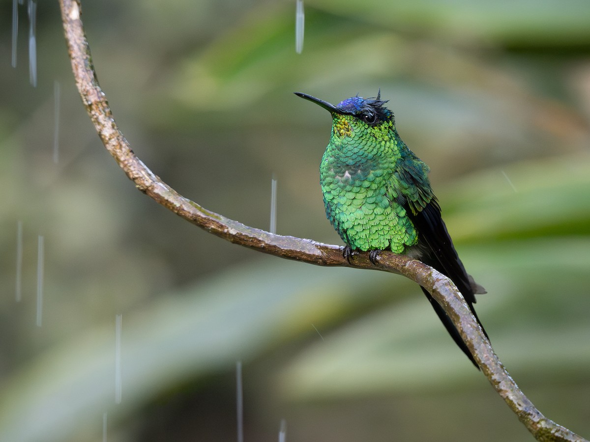 kolibřík fialovotemenný - ML621243604