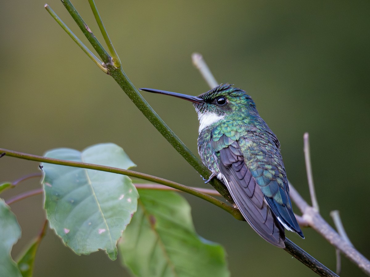 kolibřík límcový - ML621243625