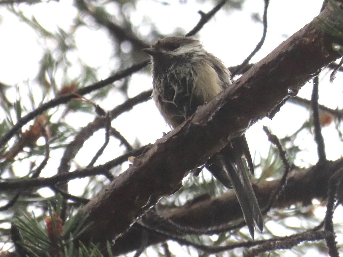 Gray-headed Chickadee - ML621243644