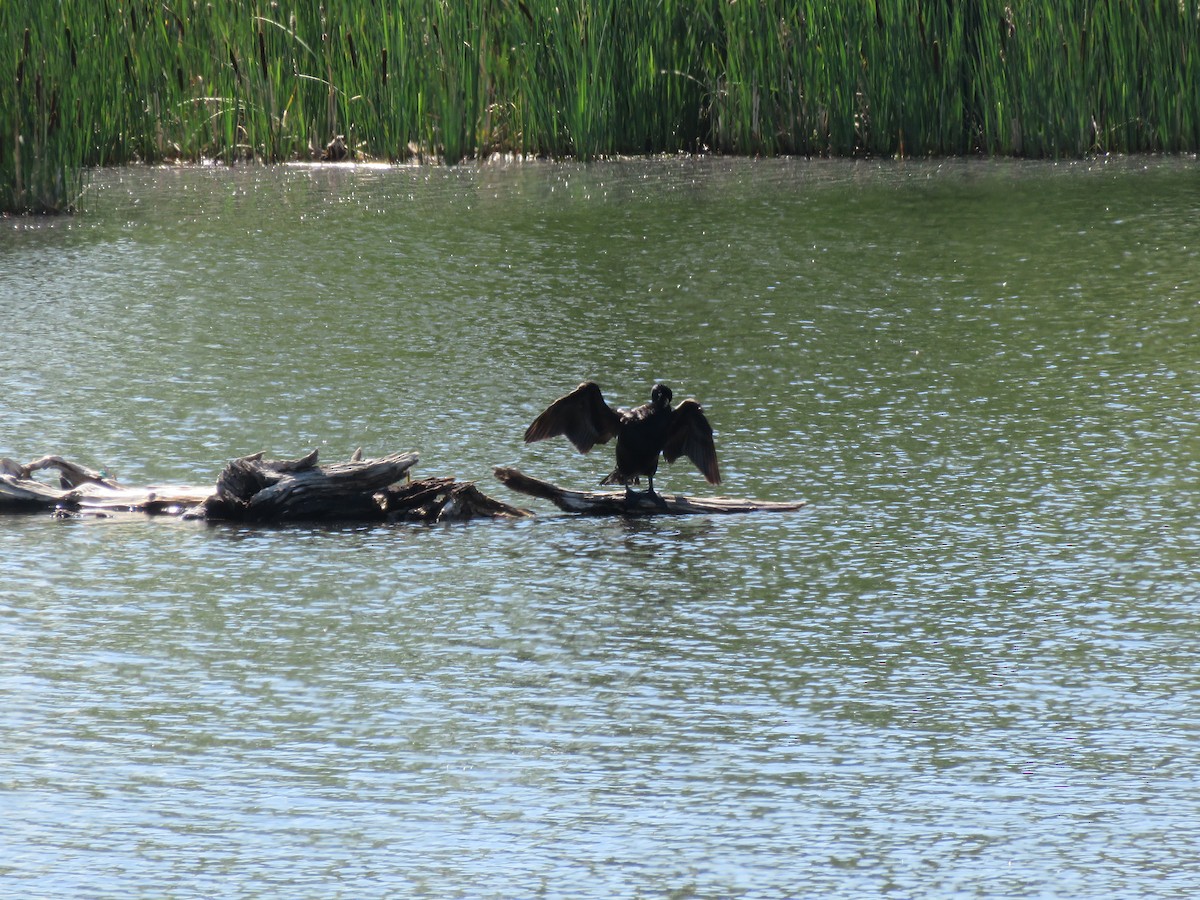 Cormorán Orejudo - ML621243722