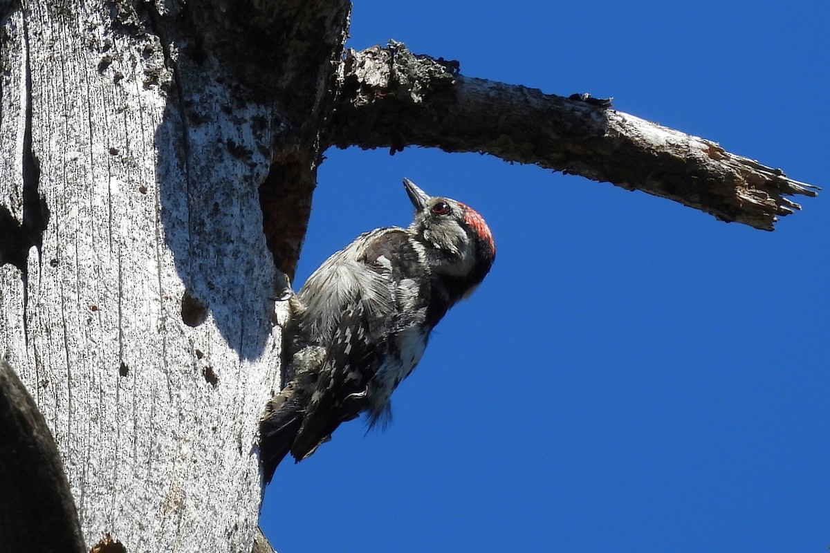 Lesser Spotted Woodpecker - ML621243726