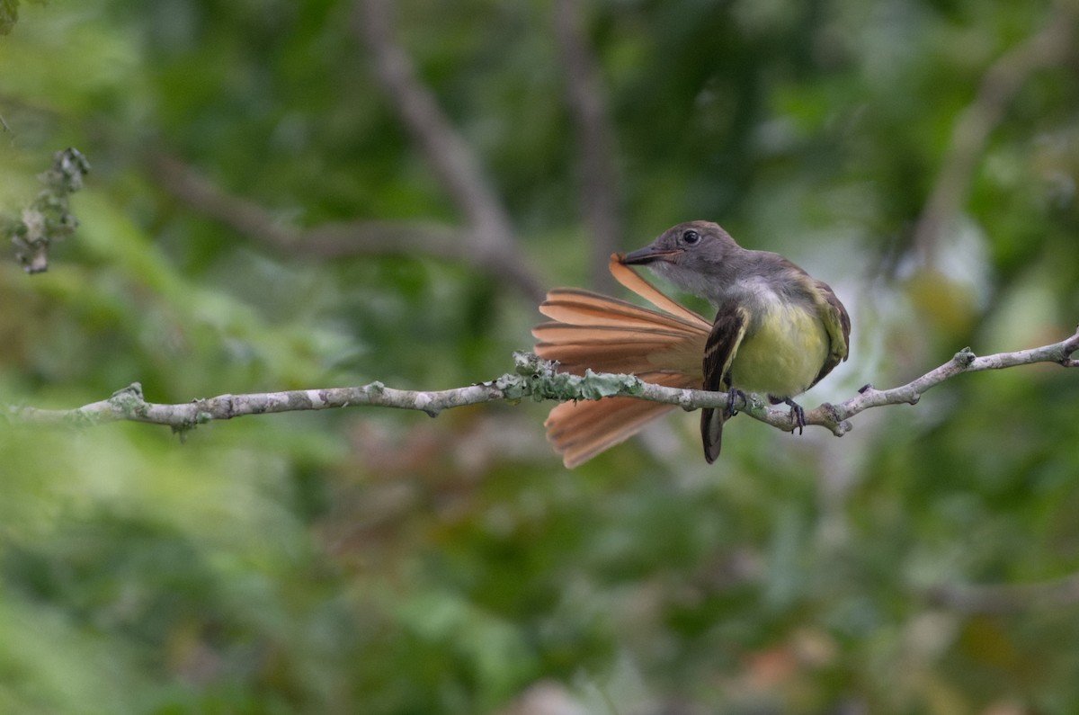 Great Crested Flycatcher - ML621243756