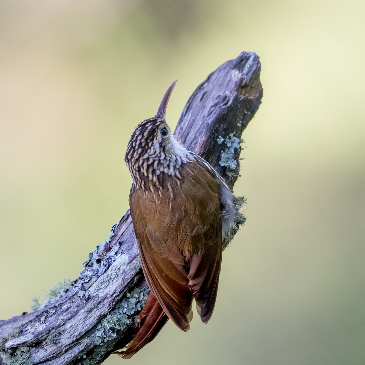 Scalloped Woodcreeper - ML621243806