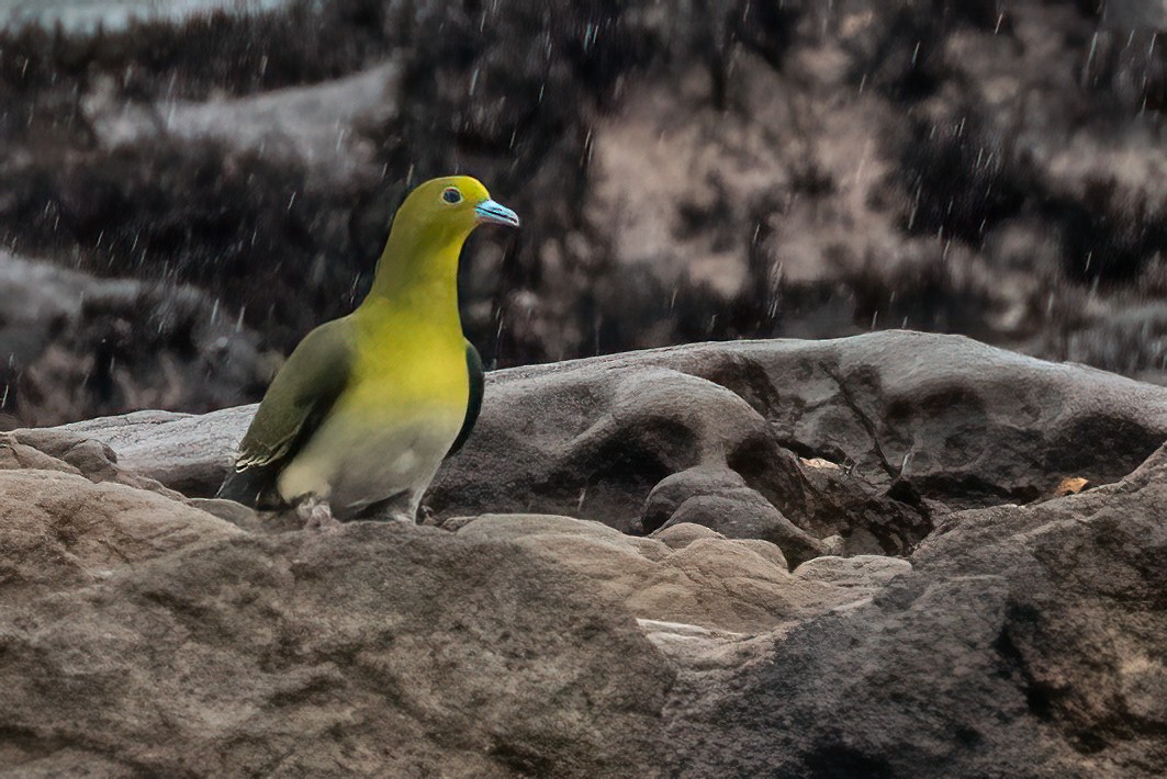 White-bellied Green-Pigeon - ML621243808