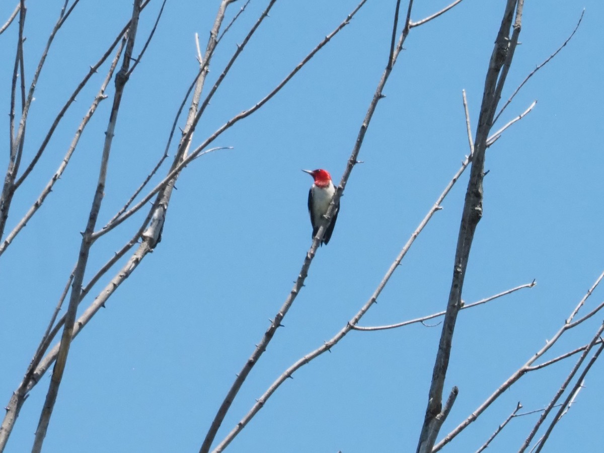 Red-headed Woodpecker - ML621243824
