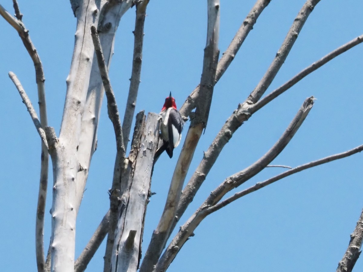 Red-headed Woodpecker - ML621243826