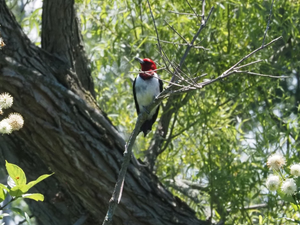 Red-headed Woodpecker - ML621243827