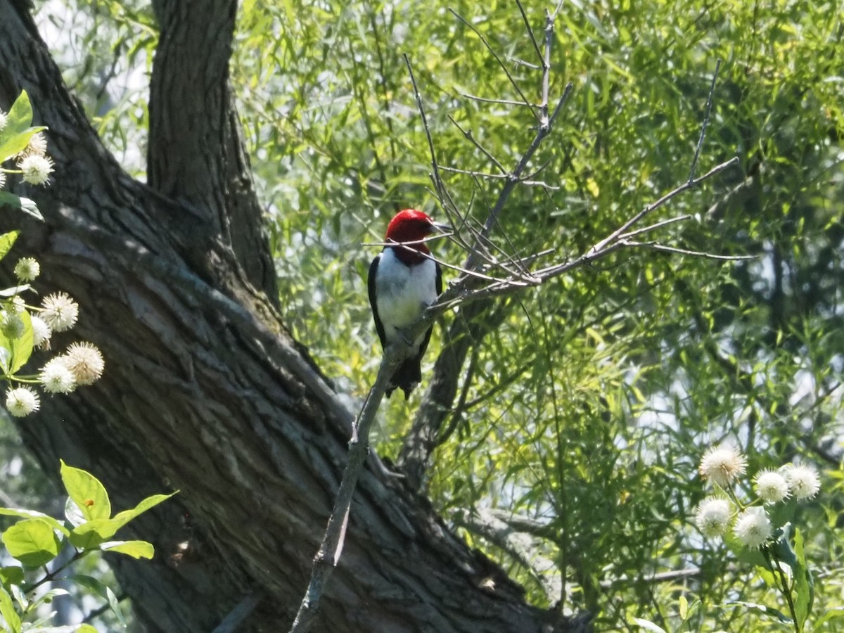 Red-headed Woodpecker - ML621243830