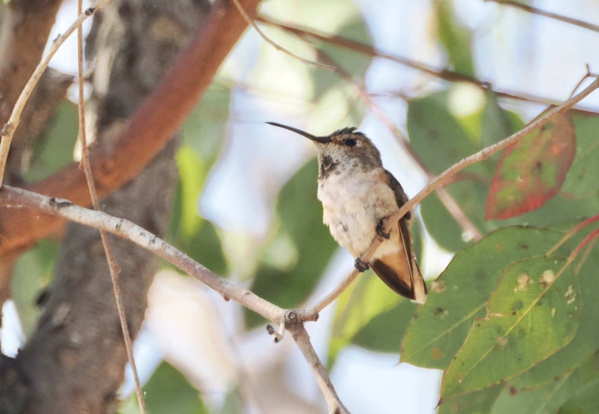 Allen's Hummingbird - ML621243854