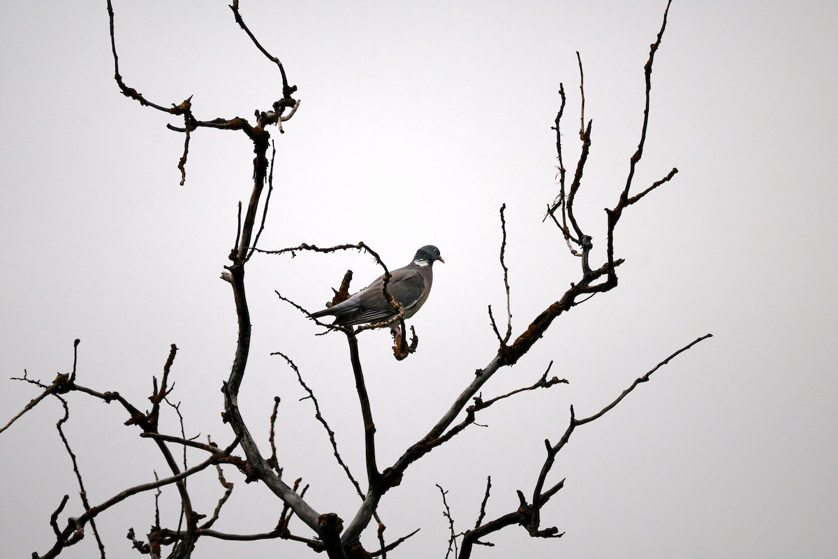 Common Wood-Pigeon - ML621243861
