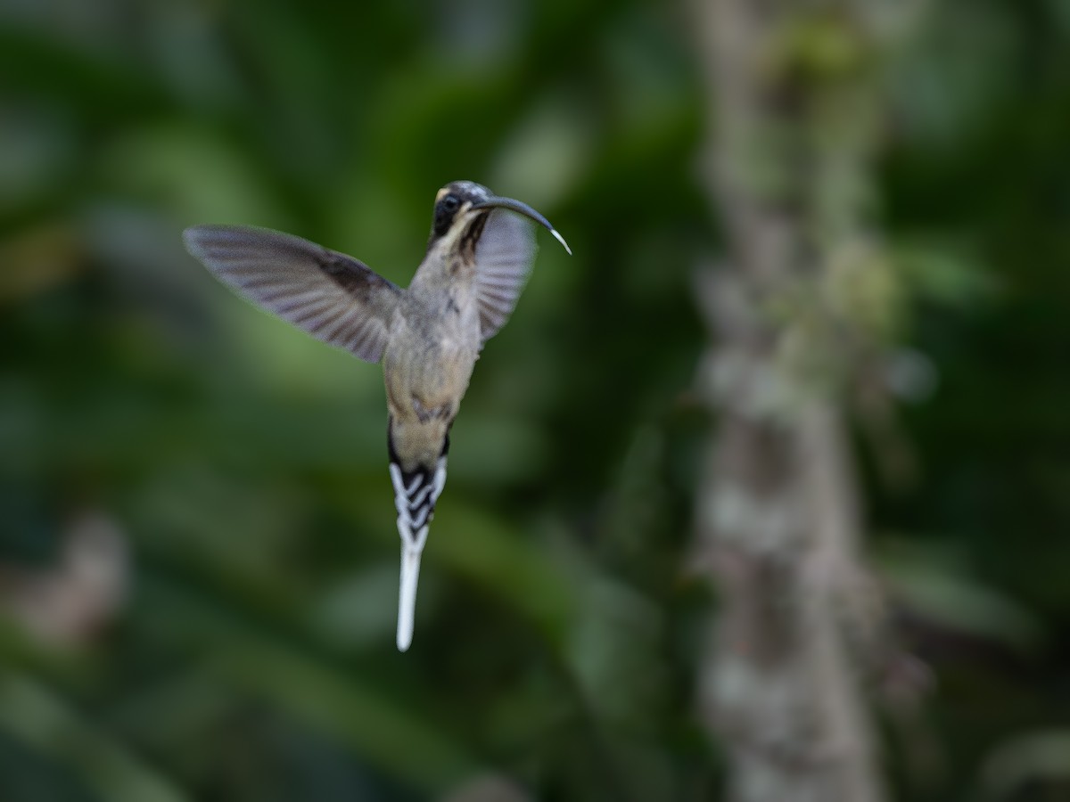Scale-throated Hermit - ML621243866
