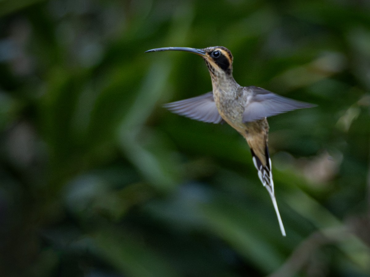 Scale-throated Hermit - ML621243867