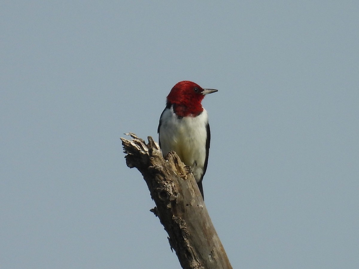 Red-headed Woodpecker - ML621243930