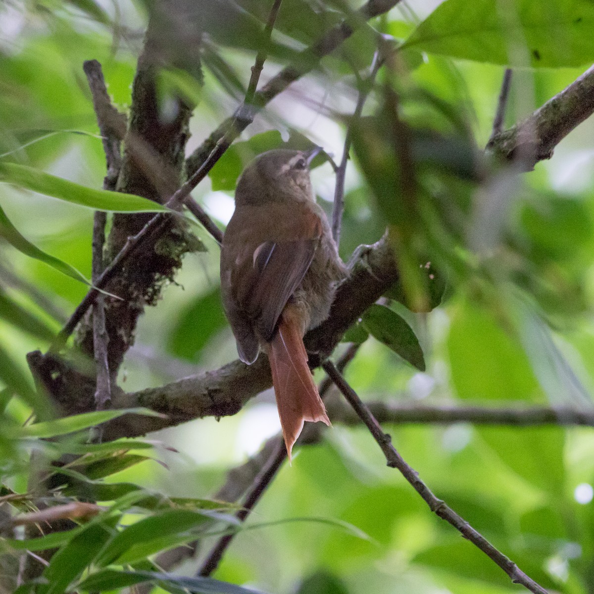 Olive Spinetail - ML621243935
