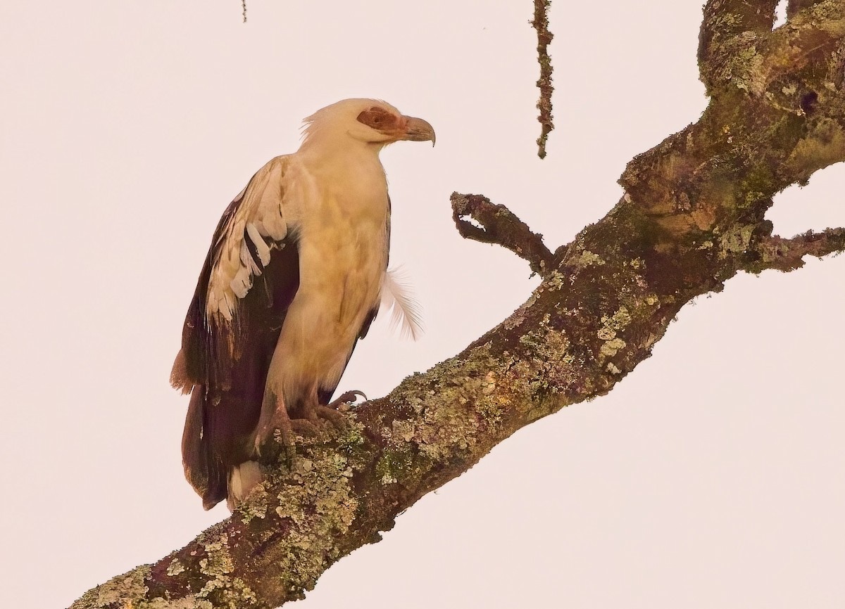 Palm-nut Vulture - ML621243936