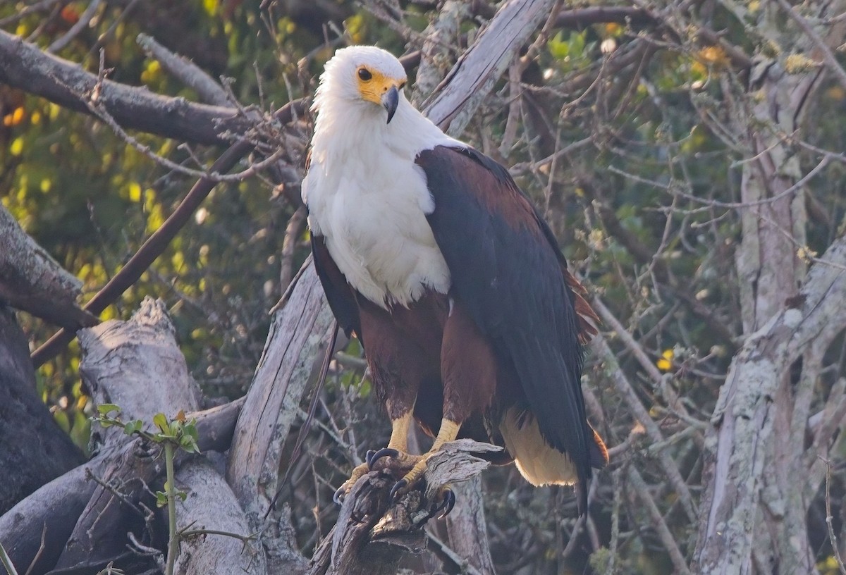 African Fish-Eagle - ML621243946