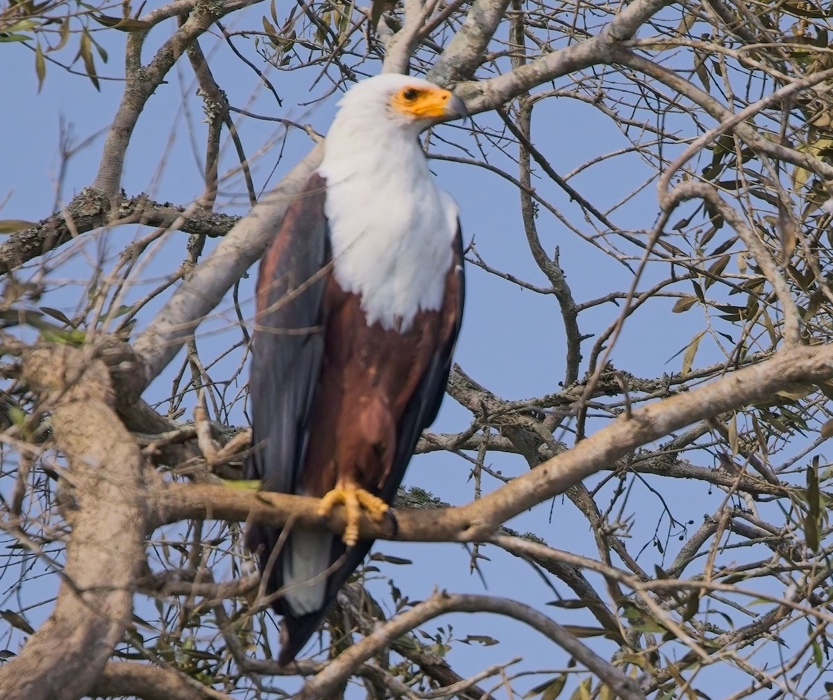 African Fish-Eagle - ML621243948