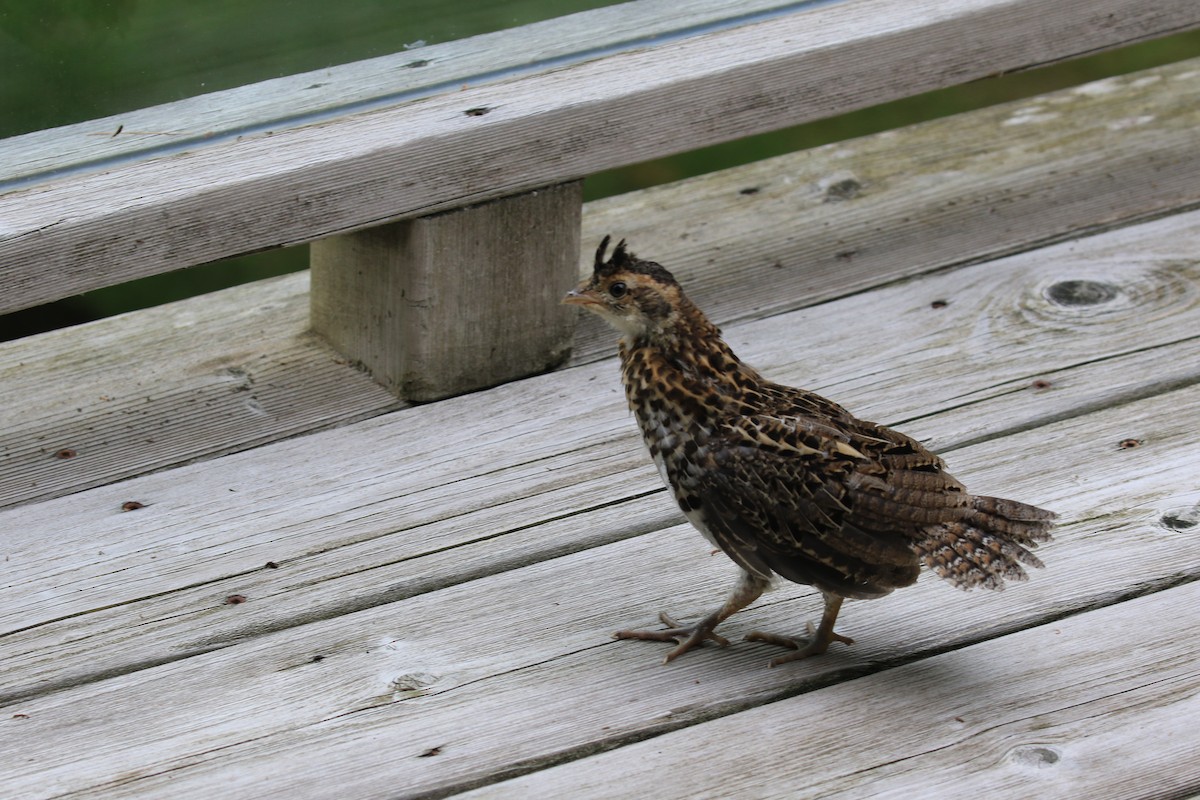 Ruffed Grouse - ML621243956