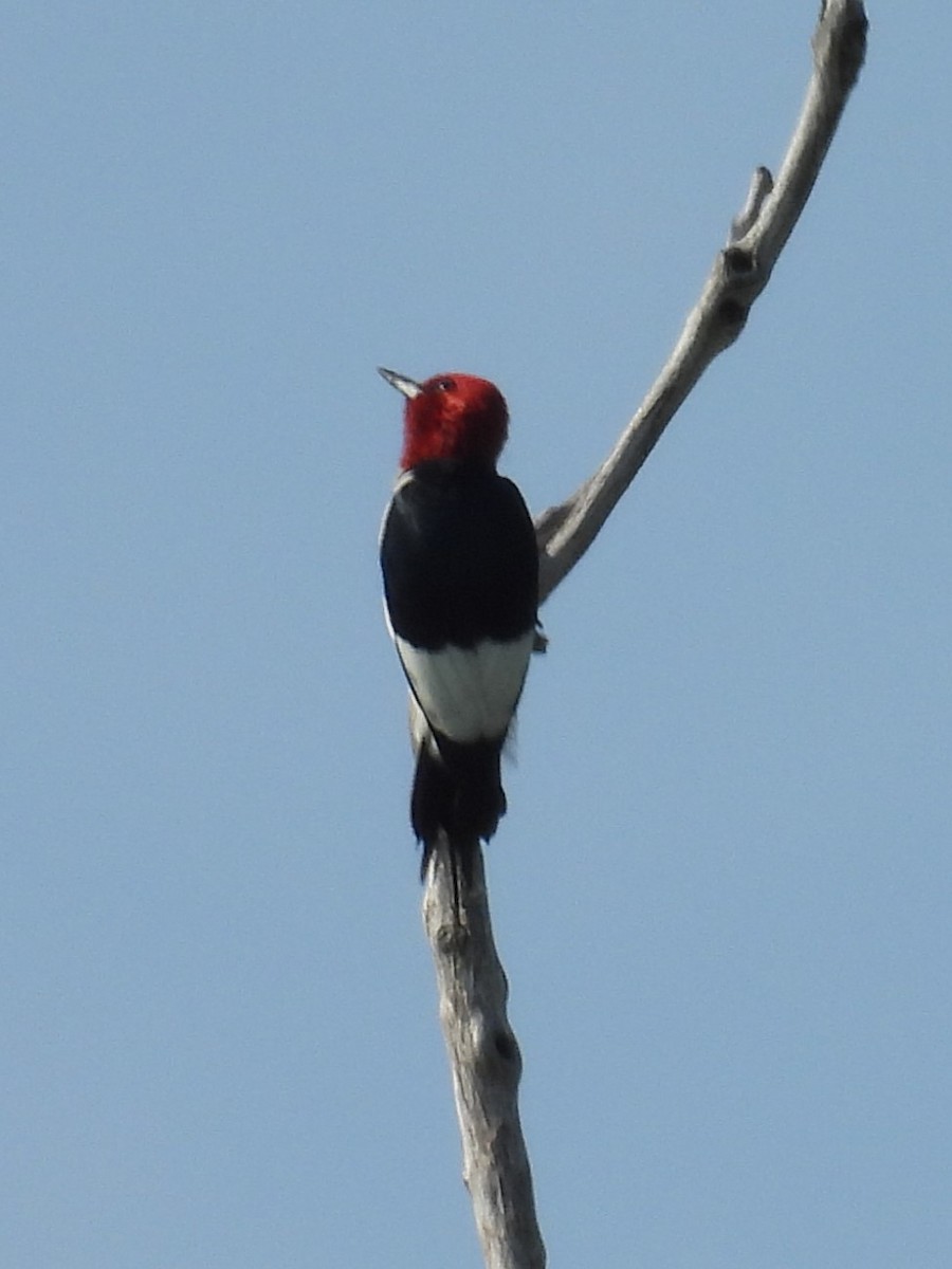 Red-headed Woodpecker - ML621243958