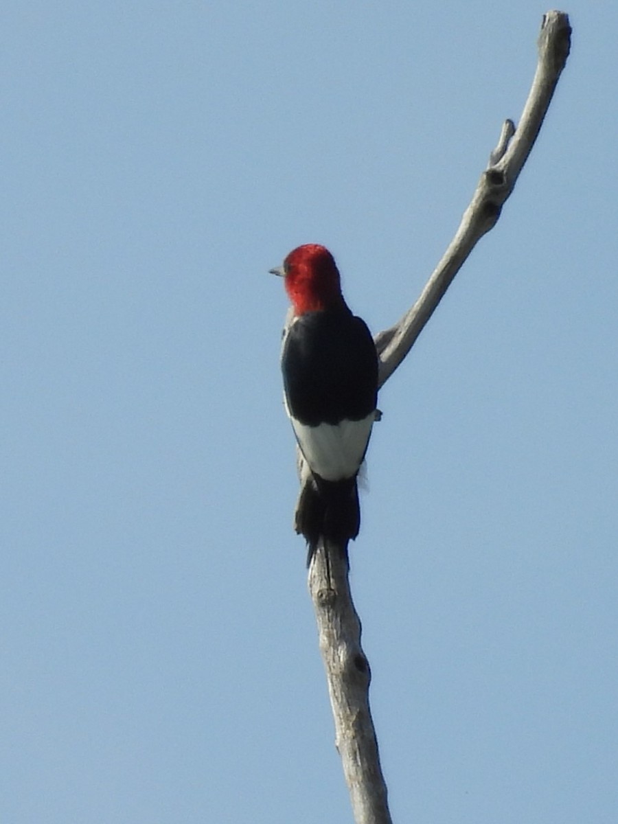 Red-headed Woodpecker - ML621243959