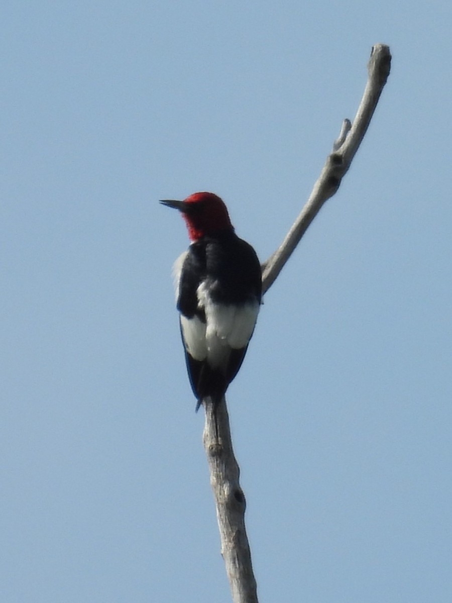 Red-headed Woodpecker - ML621243960